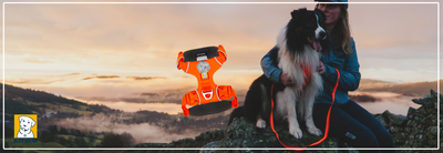 Waarom kiezen voor een Y-tuig voor je hond?