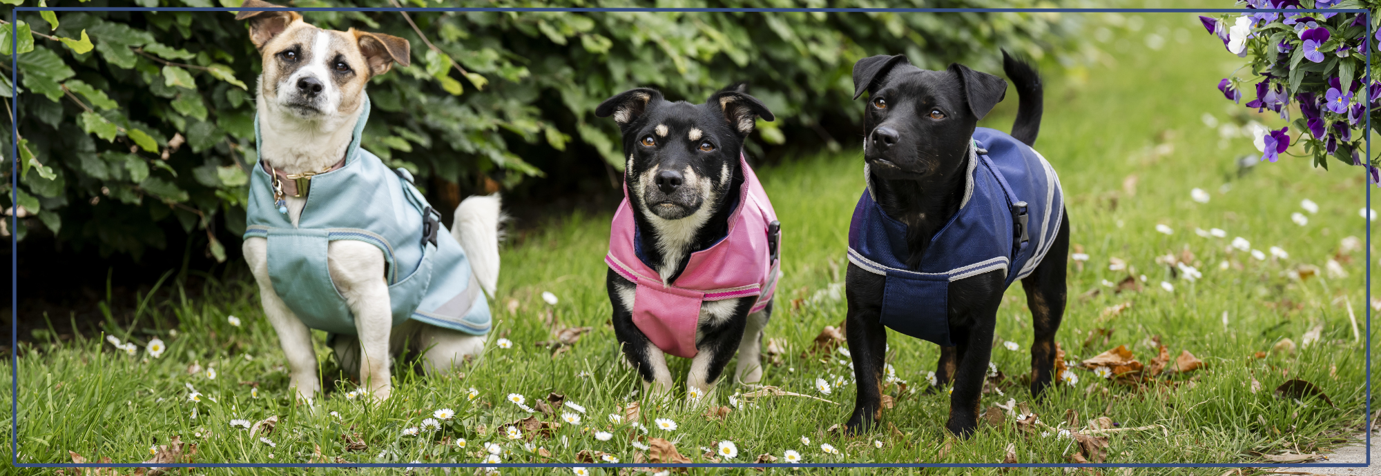 Regenjas voor kleine honden. Comfort & Pasvorm.