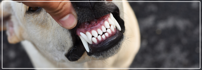 Tandverzorging bij honden: waarom het belangrijk is.