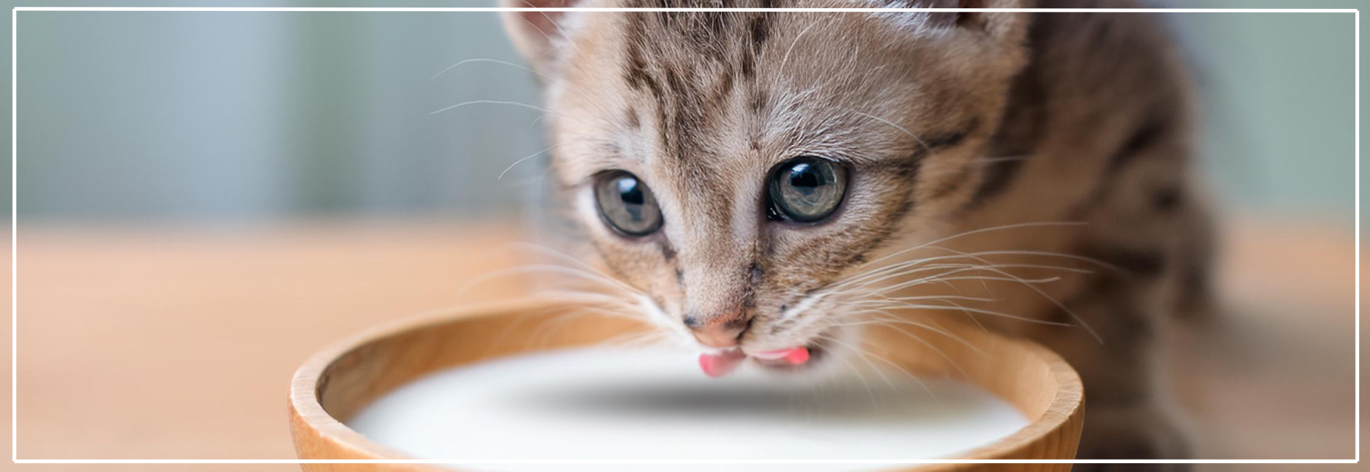Waarom melk slecht is voor honden en katten.