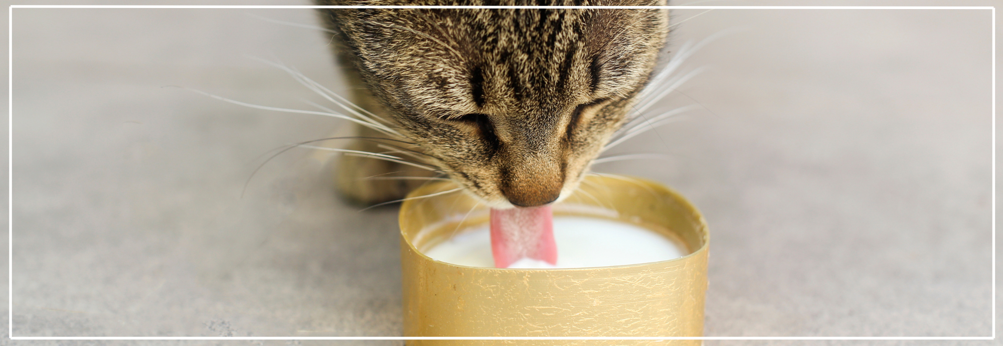Gevaren van melk voor katten: mythes en feiten.
