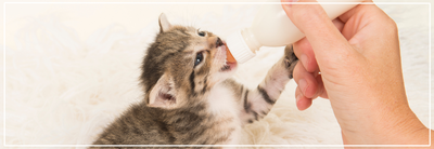 Melk voor puppy’s & kittens: veilig voeden.