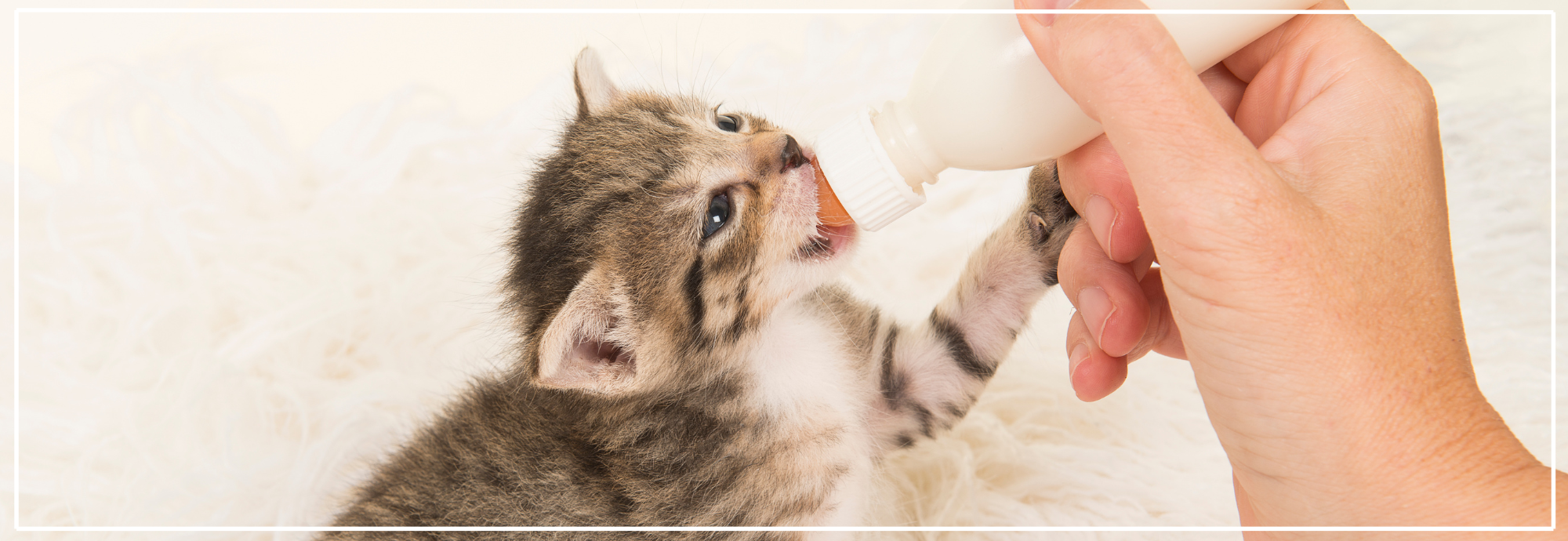 Melk voor puppy’s & kittens: veilig voeden.