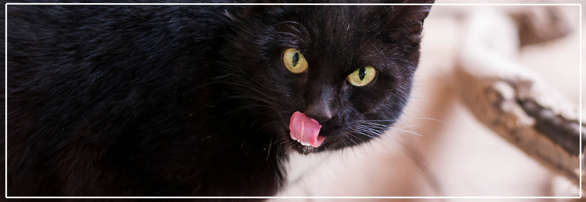 Waarom katten geen melk mogen. Gezonde kattenvoeding.