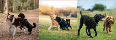Socialiseren tijdens de puberteit van je hond