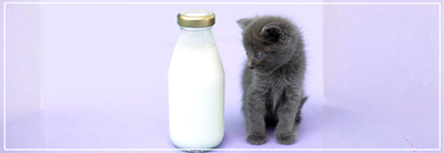 Melk voor katten en honden: veilig of niet?