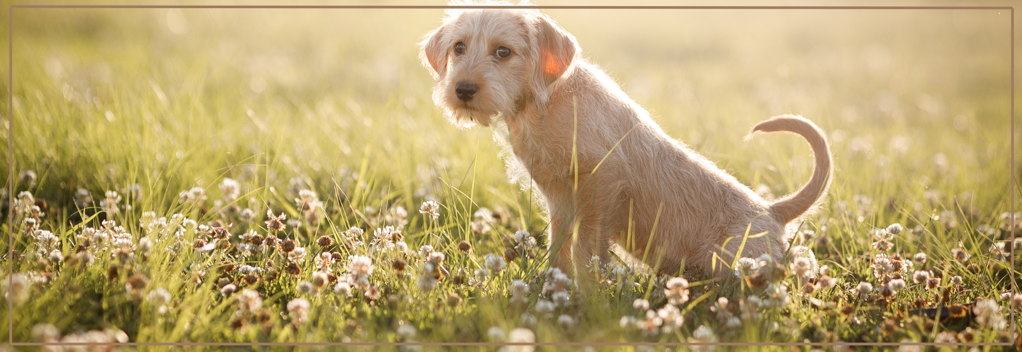 Zindelijkheid tijdens de puberteit van je hond.