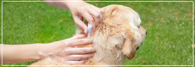 Ontvlooien van je hond: tips & producten.
