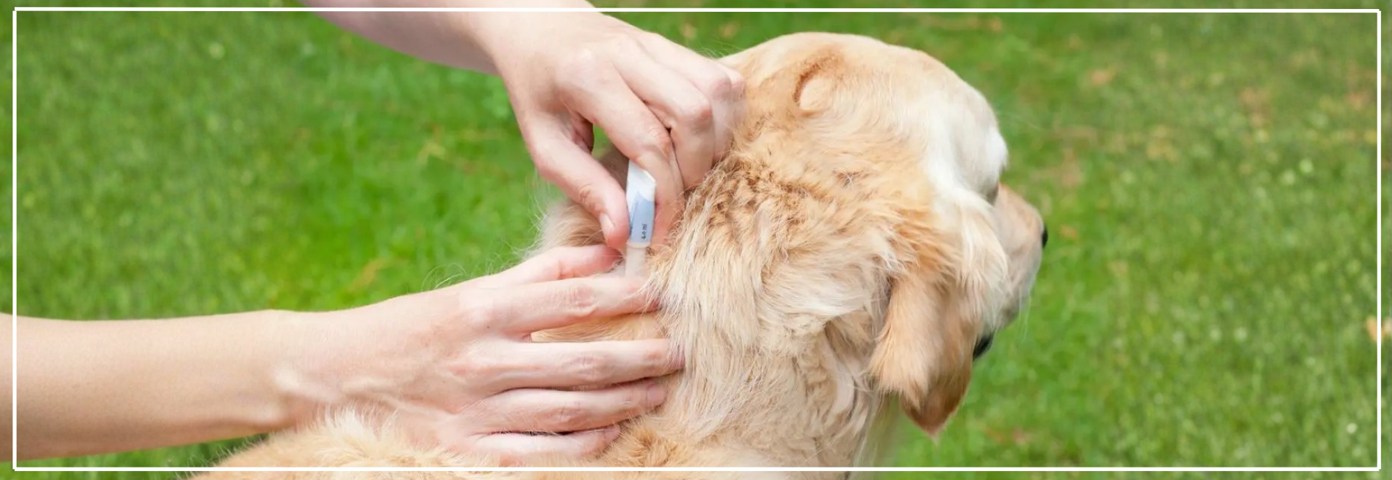 Ontvlooien van je hond: tips & producten.