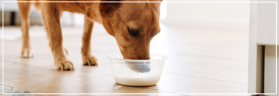 Is melk schadelijk voor honden?