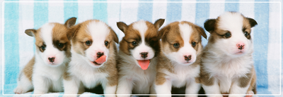 Ontwormen puppy: wanneer starten & hoe vaak?