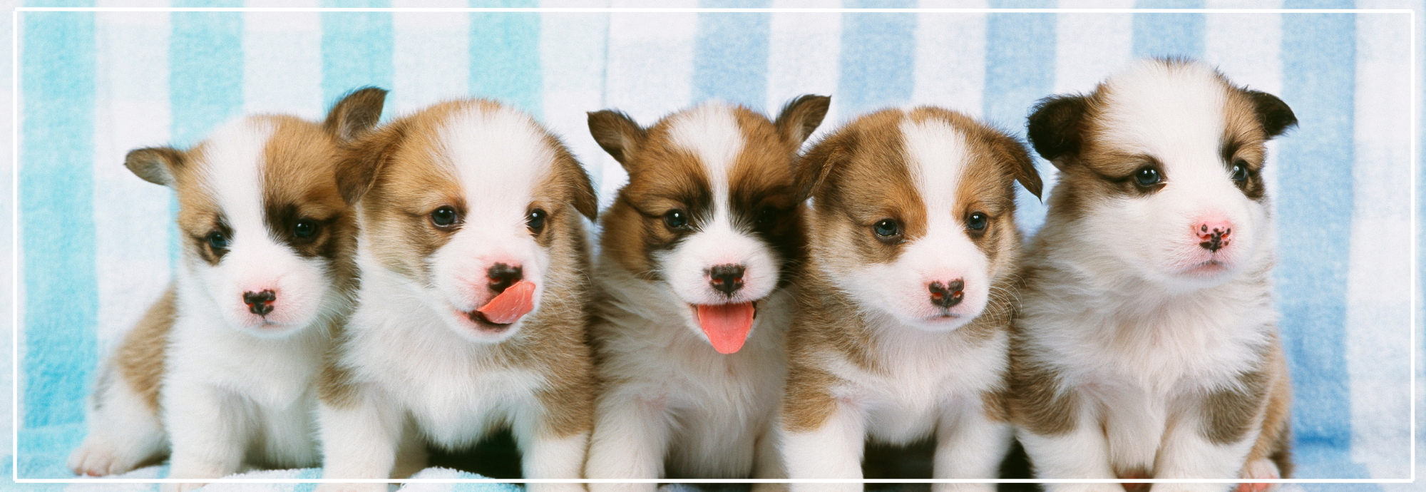 Ontwormen puppy: wanneer starten & hoe vaak?