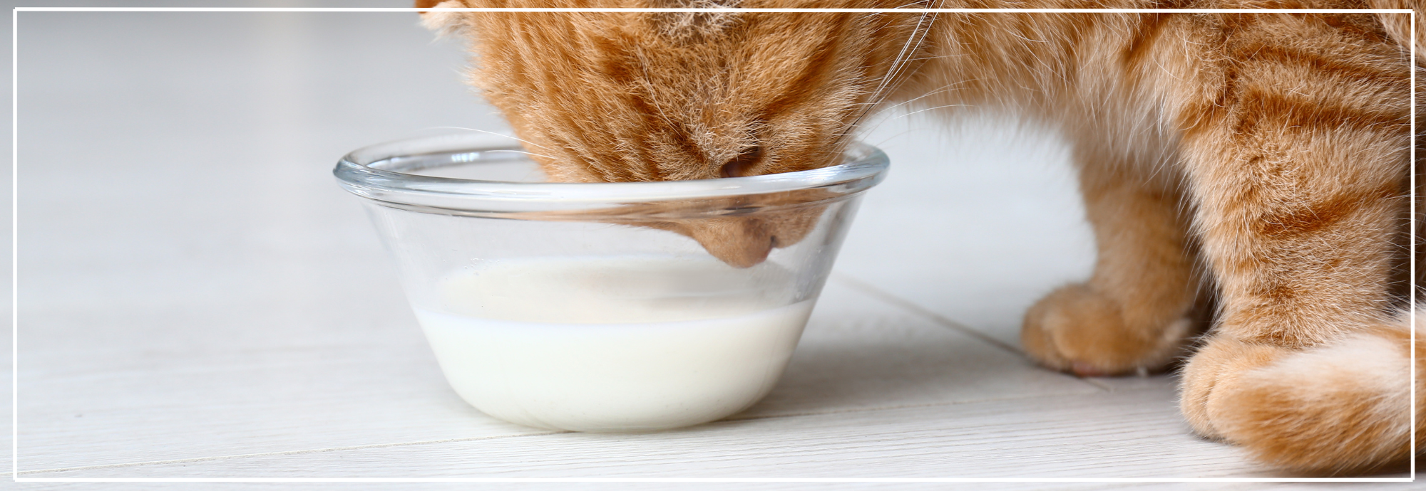 Lactosevrije melk voor honden & katten. Veilige traktaties bij Nena’s Pets.