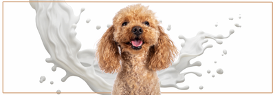 Waarom honden geen melk kunnen drinken.