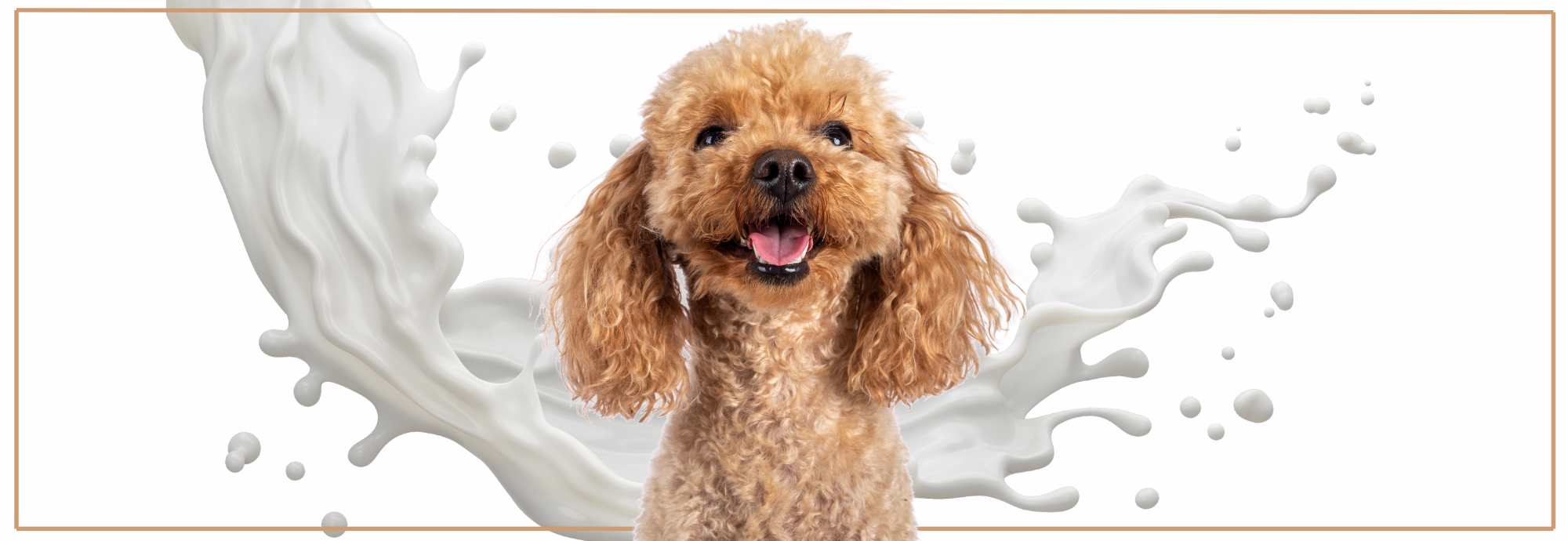 Waarom honden geen melk kunnen drinken.