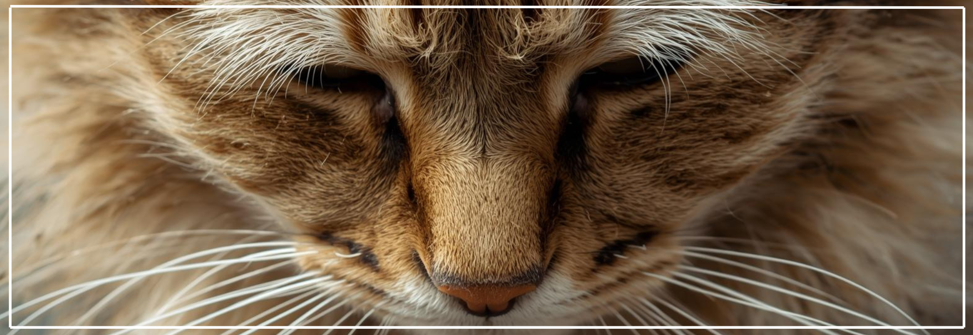 Ontvlooien van je kat. Tips voor binnen- en buitenkatten.