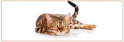 Ontwormen van senior katten.