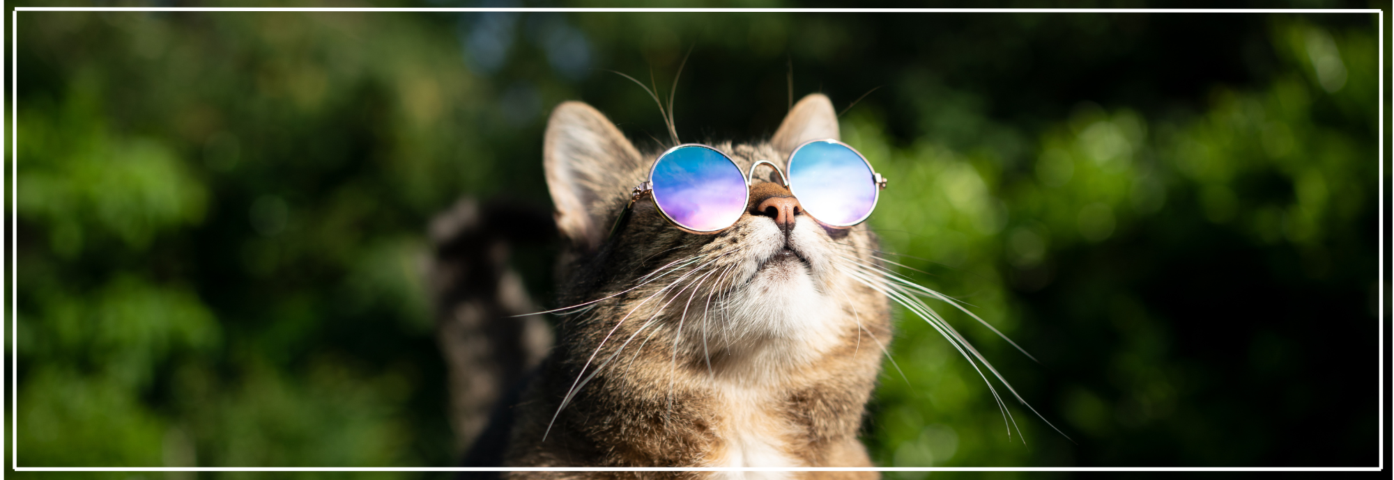 Vlooien en teken voorkomen bij buitenkatten. Veilig beschermd met Nena’s Pets.