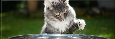Hoe stimuleer je je kat om meer te drinken?