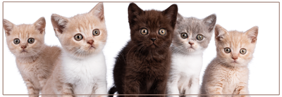 Ontwormen van kittens. Veilige & effectieve tips.