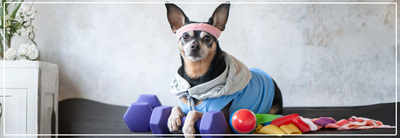Koelen van je hond na sporten. Tips tegen oververhitting & spierkrampen.