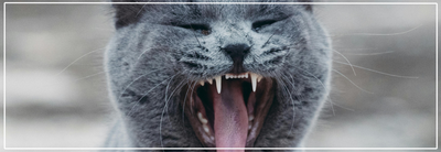 Wanneer wisselen katten van tanden? Tips voor melktanden & blijvende tanden.