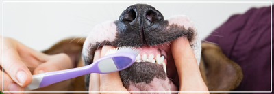 Slechte adem bij honden: oorzaken & tips voor een gezond gebit.
