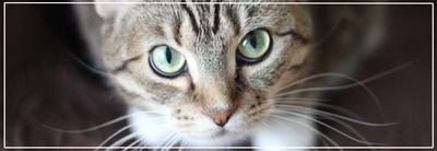 Natuurlijke tandverzorging bij katten. Kauwsnacks & Poeders.