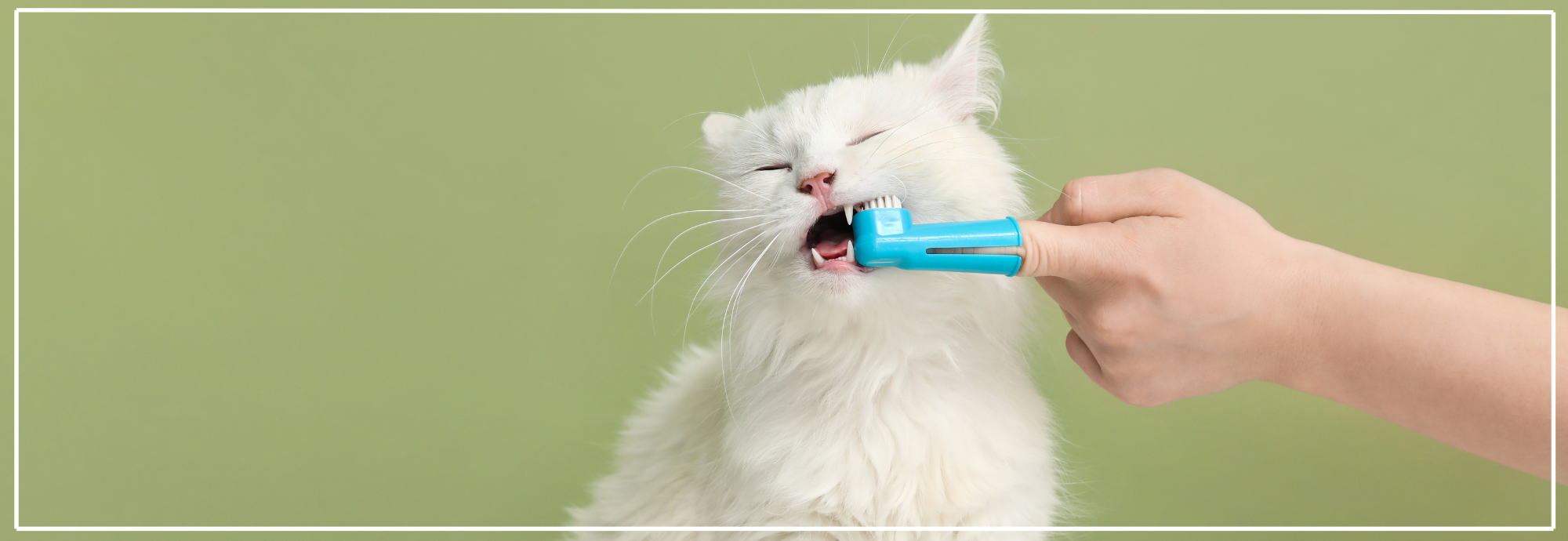 Tanden van je kat poetsen: stappenplan & tips