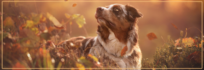 Vlooien in de herfst voorkomen.