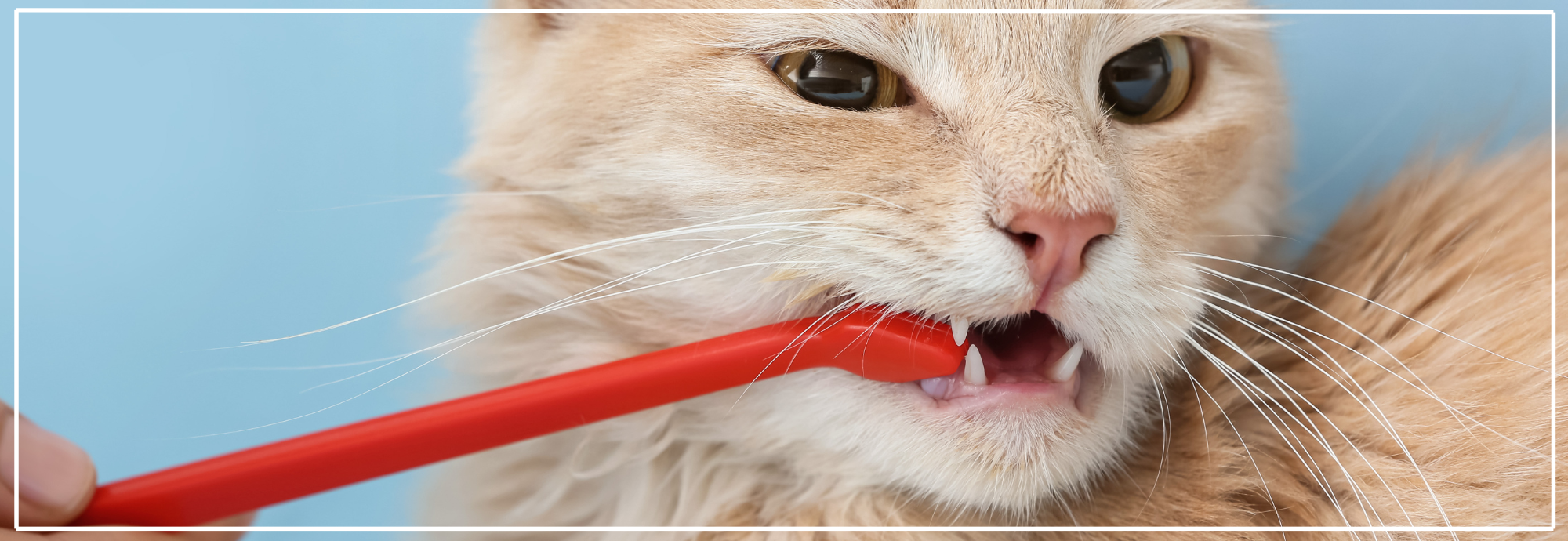 Gebitsverzorging oudere katten. Tips voor senior katten bij Nena’s Pets.