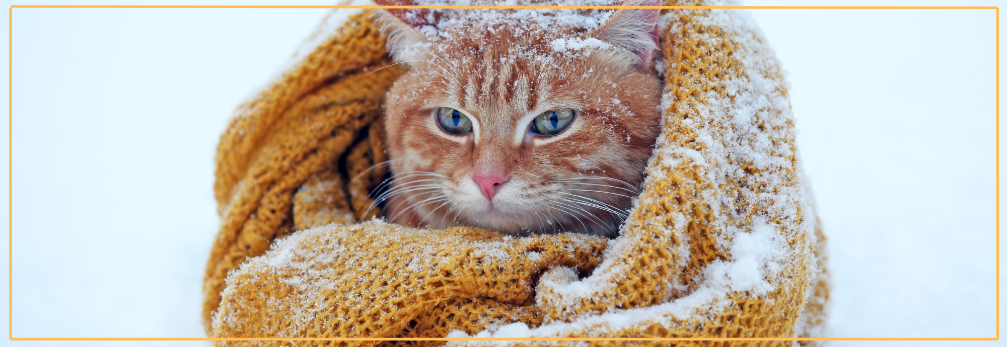 Vlooien in de winter: Risico’s & preventietips voor je huisdier.