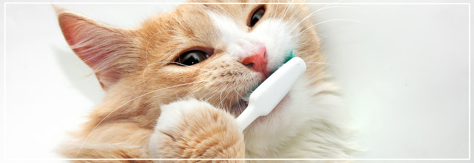 Gebitsproblemen bij katten herkennen