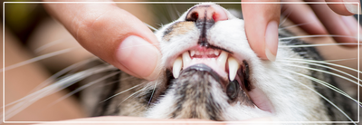 Tandsteen bij katten: wat kun je zelf doen?