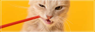 Tandverzorging bij katten: waarom het belangrijk is.