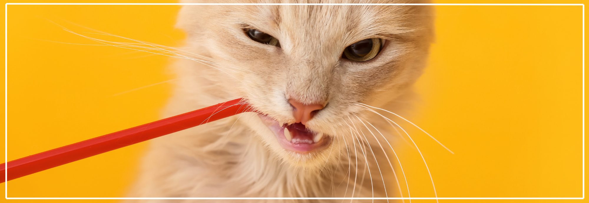 Tandverzorging bij katten: waarom het belangrijk is.