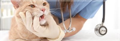 Professionele gebitsreiniging bij katten. Tips & Kosten.
