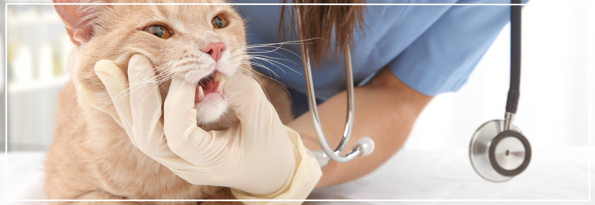 Professionele gebitsreiniging bij katten. Tips & Kosten.