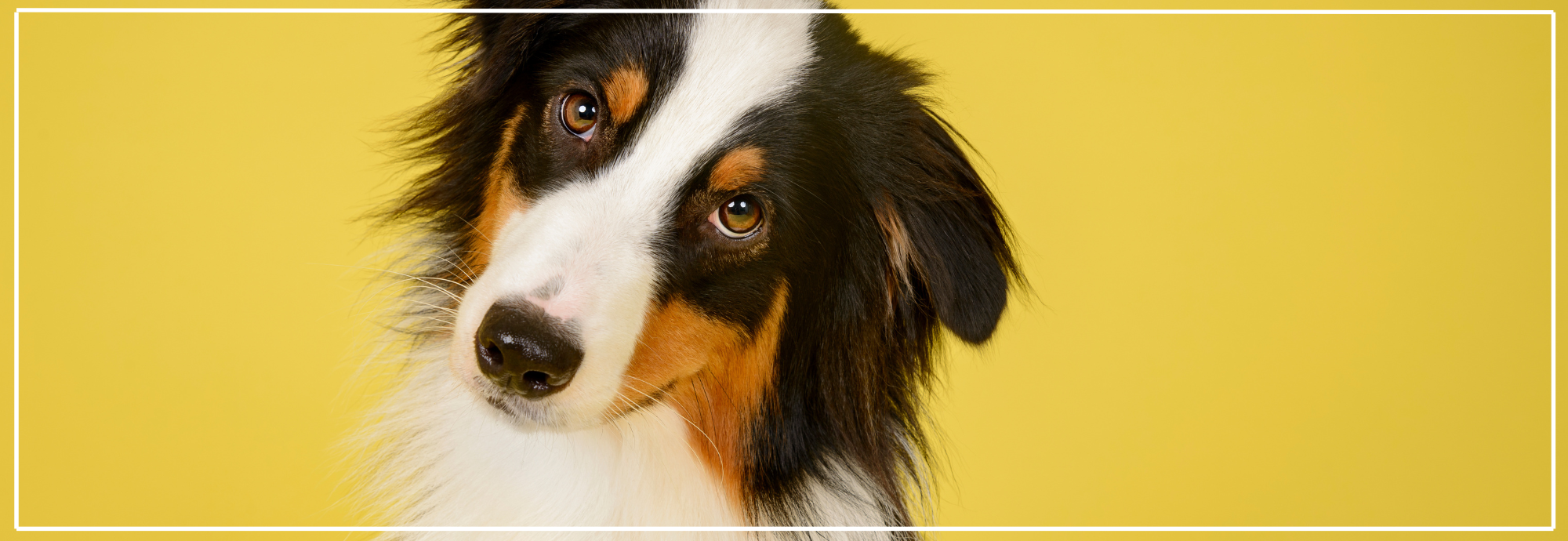 Veilig ontwormen van je hond. Tips & aanbevolen producten.