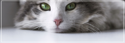 Slechte adem bij katten: oorzaken & oplossingen