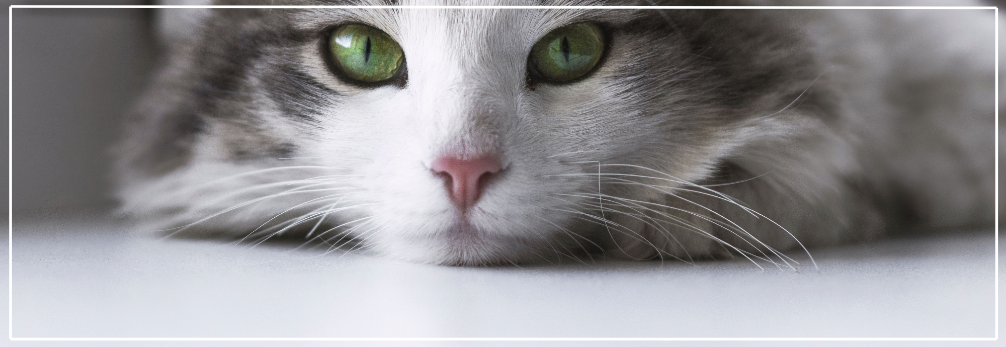 Slechte adem bij katten: oorzaken & oplossingen