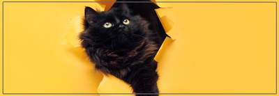 Veilig ontwormen van je kat.