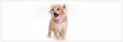 Tandverzorging bij kittens. Tips voor tandenpoetsen & gezond gebit.