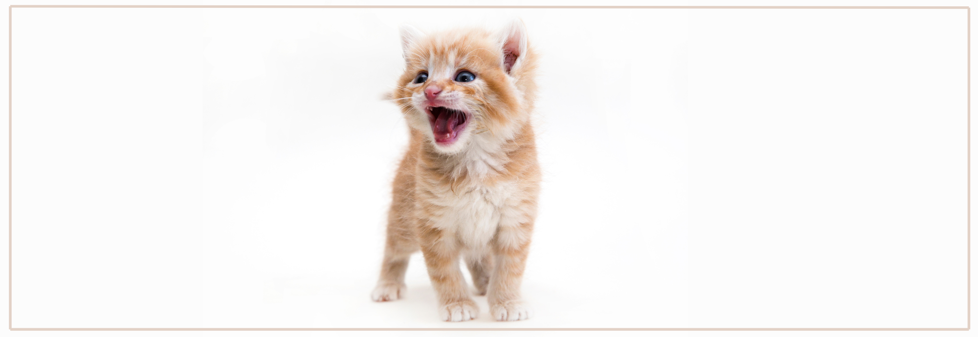Tandverzorging bij kittens. Tips voor tandenpoetsen & gezond gebit.
