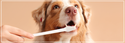 De beste producten voor tandverzorging bij honden.