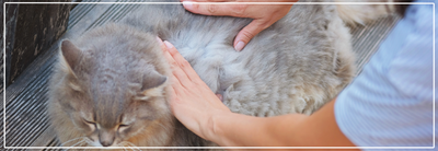 Ontvlooien van je kat: veilige tips & producten.