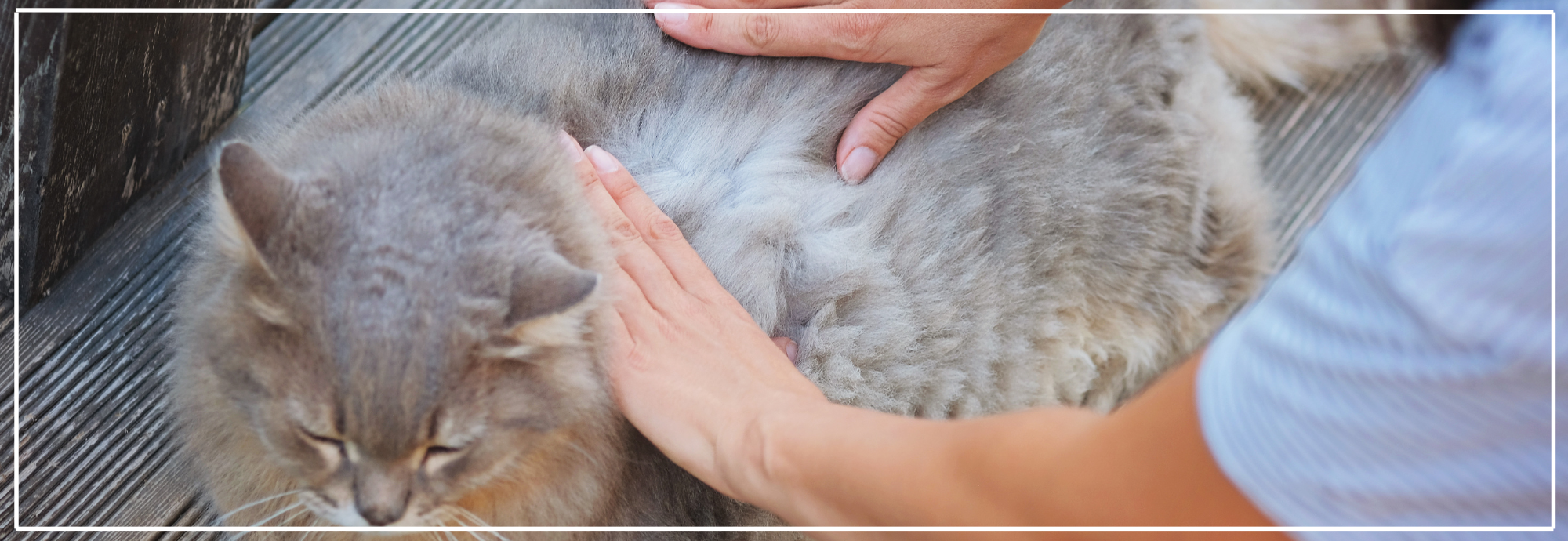 Ontvlooien van je kat: veilige tips & producten.