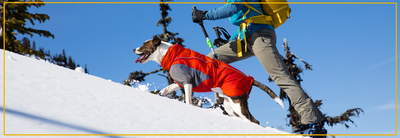 De warmste ruffwear hondenjassen voor de winter