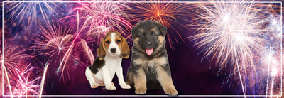 Puppies en vuurwerk: veilig & rustig voorbereiden.
