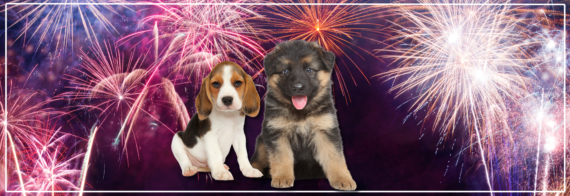 Puppies en vuurwerk: veilig & rustig voorbereiden.